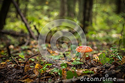 Amanita muscaria a.k.. Fly Agaric. The mushroom grows in the forest. Stock Photo