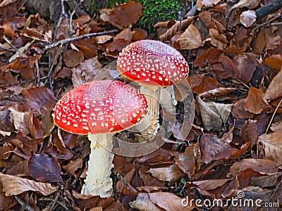 Amanita muscaria Stock Photo