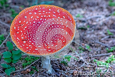 Amanita Muscaria Malefic Ovolo, EgglaccioPoisonous mushrooms and hallucinogenic mushrooms. It acts both on the nervous system a Stock Photo