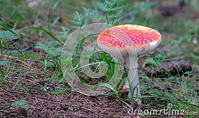 Amanita Muscaria Malefic Ovolo, EgglaccioPoisonous mushrooms and hallucinogenic mushrooms. It acts both on the nervous system a Stock Photo