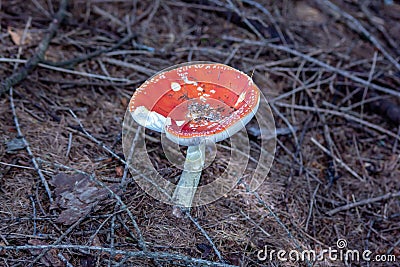 Amanita Muscaria Malefic Ovolo, EgglaccioPoisonous mushrooms and hallucinogenic mushrooms. It acts both on the nervous system a Stock Photo