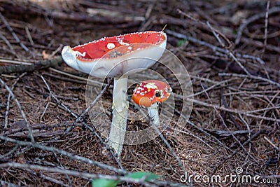 Amanita Muscaria Malefic Ovolo, EgglaccioPoisonous mushrooms and hallucinogenic mushrooms. It acts both on the nervous system a Stock Photo