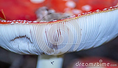 Amanita Muscaria Malefic Ovolo, EgglaccioPoisonous mushrooms and hallucinogenic mushrooms. It acts both on the nervous system a Stock Photo