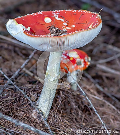 Amanita Muscaria Malefic Ovolo, EgglaccioPoisonous mushrooms and hallucinogenic mushrooms. It acts both on the nervous system a Stock Photo