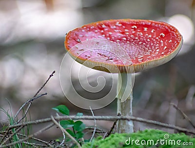 Amanita Muscaria Malefic Ovolo, EgglaccioPoisonous mushrooms and hallucinogenic mushrooms. It acts both on the nervous system a Stock Photo