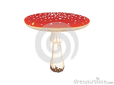 Amanita muscaria, Fly Agaric. A red toxic mushroom. Vector Illustration