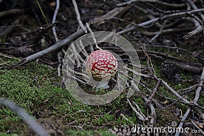 Amanita muscaria/ red mushroom with white spots in silverton colorado Stock Photo