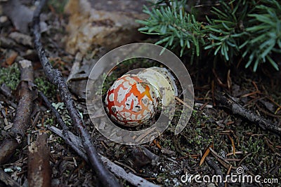 Amanita muscaria/ red mushroom with white spots in silverton colorado Stock Photo