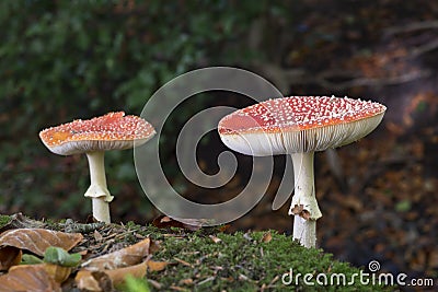 Amanita muscaria Stock Photo