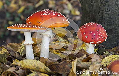 Amanita muscaria Stock Photo