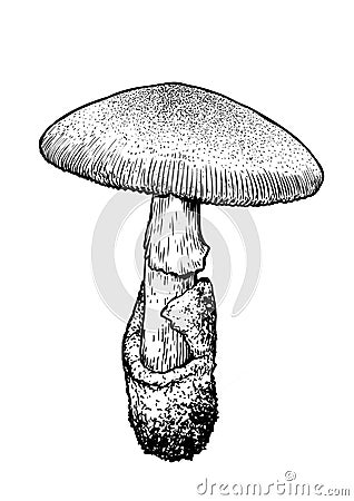 Amanita mushroom illustration, drawing, engraving, line art Vector Illustration