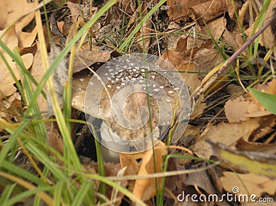 Amanita panther mushroom Stock Photo