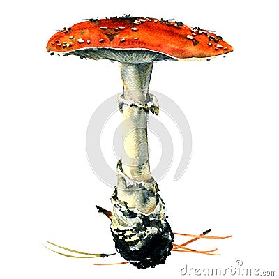 Amanita poisonous mushroom, isolated Stock Photo