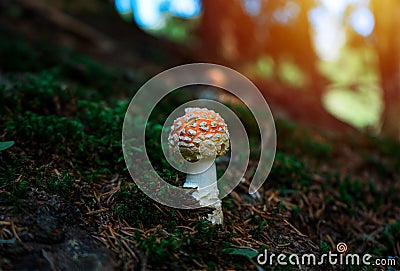 Amanita poisonous mushroom in nature. The sun penetrates through the trees Stock Photo