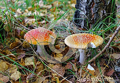Amanita poisonous mushroom Two spotted toadstools Fly Agaric, red and white Stock Photo