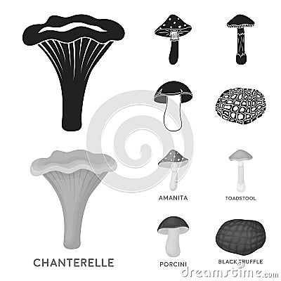 Amanita, porcini, black truffle,toadstool. set collection icons in black,monochrom style vector symbol stock Vector Illustration
