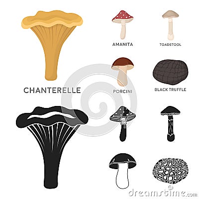 Amanita, porcini, black truffle,toadstool. set collection icons in cartoon,black style vector symbol stock illustration Vector Illustration