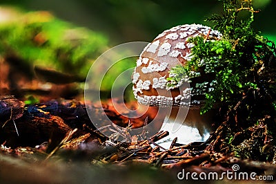 Amanita regalis, also known as the royal fly agaric or the king of Sweden Amanita, in the forest - macro shot Stock Photo