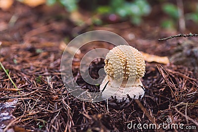 Amanita regalis, Brown Fly Agaric mushroom Stock Photo