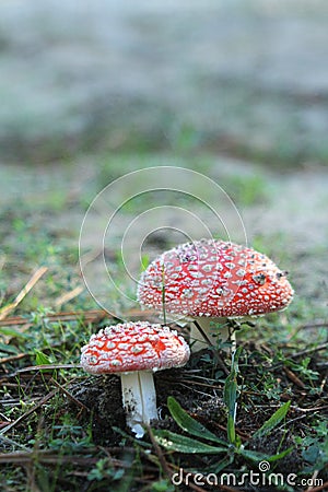 Amanita toadstools stands in a clearing in the woods Stock Photo
