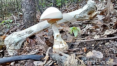 Amanita Virosa Poisonous `Destroying Angel` Mushroom Stock Photo