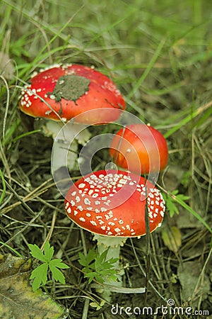 Amanita in the woods. Poisonous mushroom. Macro. Red mushroom and green grass. Stock Photo