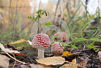 Amanita in the woods. Poisonous mushroom. Macro. Red mushroom and grass with autumn leaves. Stock Photo