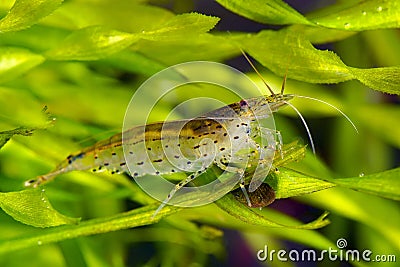 Amano shrimp Stock Photo