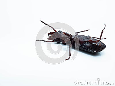 Amara aulica is a species of beetle of the genus Amara in the Harpalinae subfamily Stock Photo