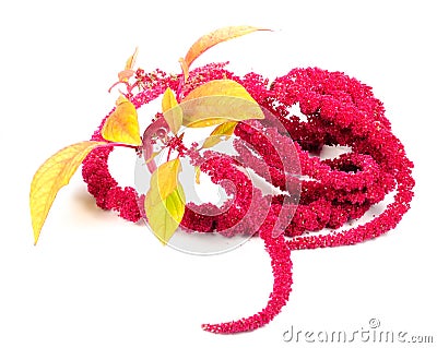 Amaranth (Love-Lies-Bleeding) Flowers Stock Photo