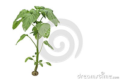 Amaranth Tree Stock Photo