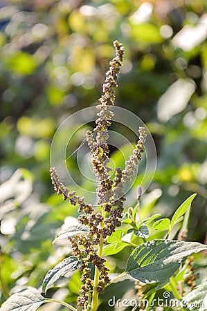 Amaranth tree in garden Stock Photo