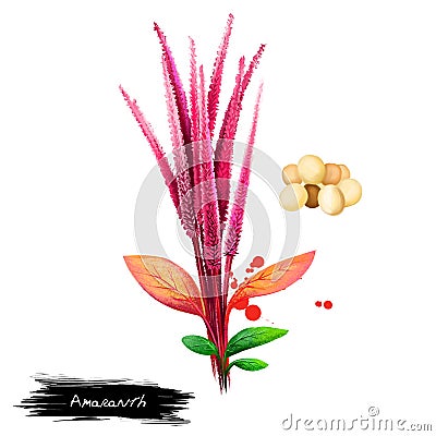 Amaranth vegetable isolated on white. Hand drawn illustration of Amaranthus, cultivated as leaf vegetables Cartoon Illustration