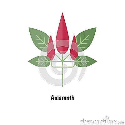 Amaranthus or amaranth Vector Illustration
