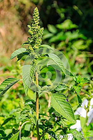 Amaranthus retroflexus Red-root amaranth, redroot pigweed, common amaranth, pigweed amaranth, and common tumbleweed Stock Photo