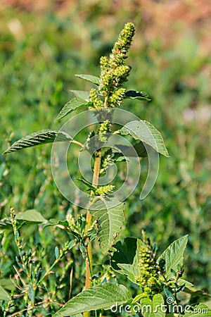 Amaranthus retroflexus Red-root amaranth, redroot pigweed, common amaranth, pigweed amaranth, and common tumbleweed Stock Photo