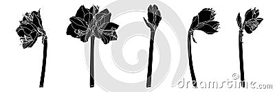 Decorative clivia amaryllis black line branch flowers set, design elements. Stock Photo