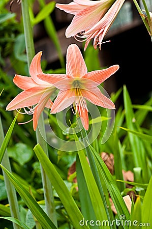 Amaryllidaceae Stock Photo