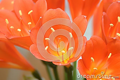 Amaryllidaceae, clivia flower macro. Stock Photo