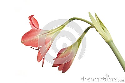 Amaryllidaceae flower Stock Photo