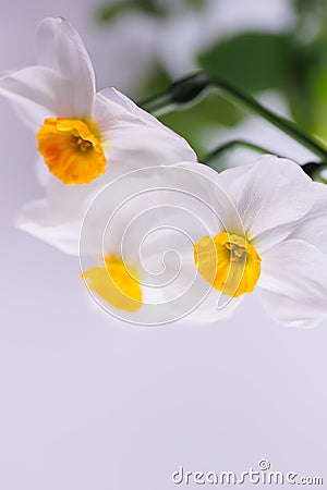 3 Amaryllidaceae fresh flower in spring Stock Photo