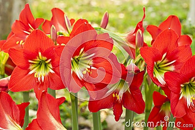 Amaryllidaceae. Stock Photo