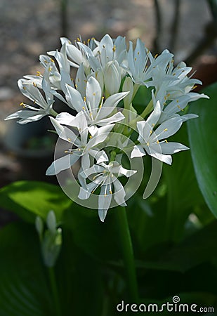 AMArYLLIDACEAE Stock Photo