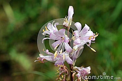 Amaryllidaceae wild spider lily flower Stock Photo