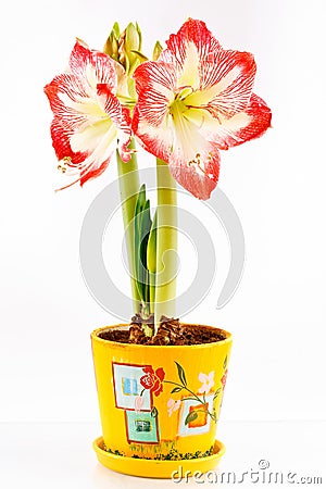 Amaryllis Stock Photo