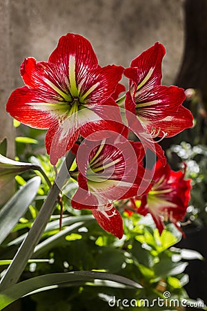 Amaryllis (Amaryllidaceae) flower Stock Photo