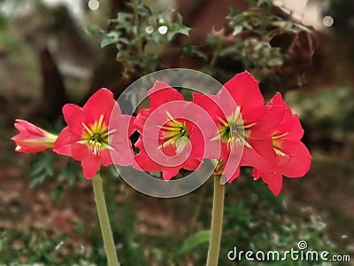 Amaryllis or belladonna lilies, a flowering house, bulbous plant Stock Photo