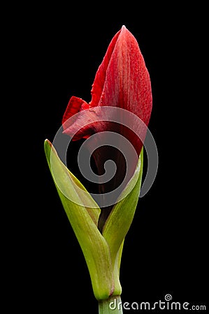 Amaryllis flower Stock Photo