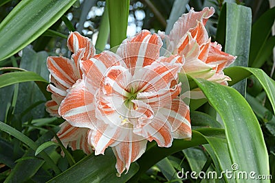 Amaryllis flowers also known as Hippeastrum reginae or Amaryllidaceae Stock Photo