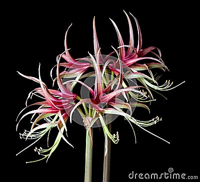 Amaryllis Hippeastrum Chiko on black background Stock Photo